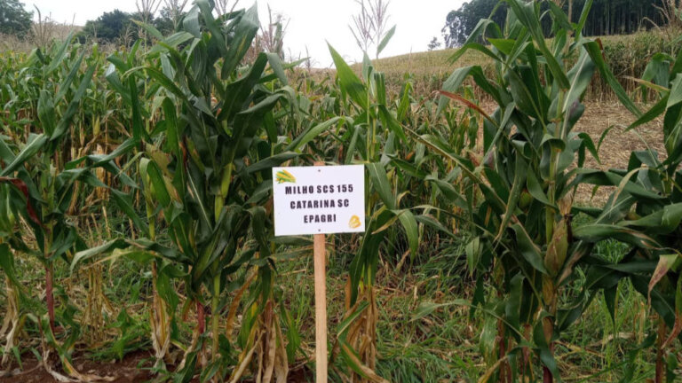 Milhos VPA da Epagri são cultivados pela primeira vez em São Domingos do Sul