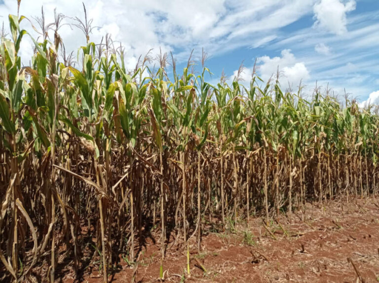 Colheita do milho chega a 68% da área plantada no RS