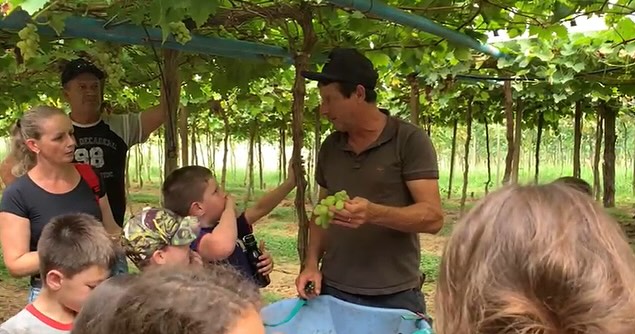 Alunos do projeto “Crescer Escola em Turno Integral”, de Muliterno, exploram produção de uvas