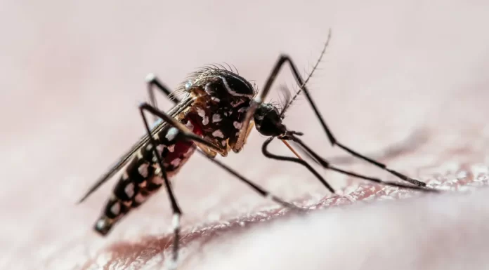 Confirmado o segundo caso de dengue em Casca