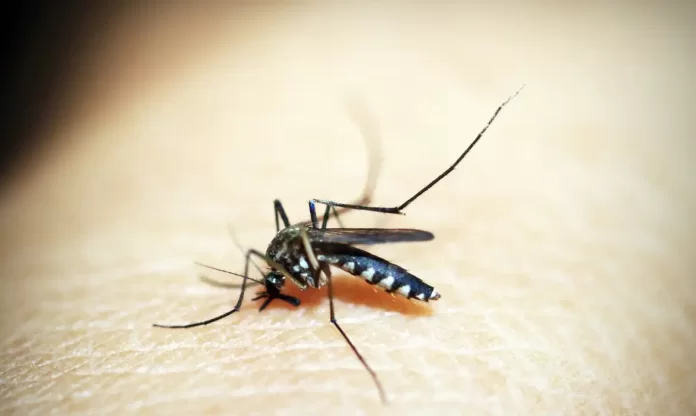 Estado do RS decreta situação de emergência devido à dengue