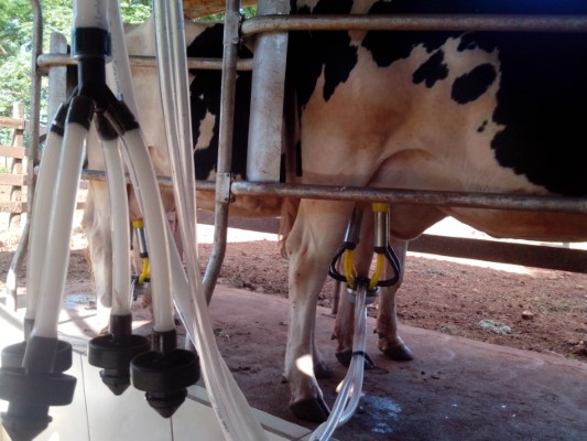 Coleta de leite e inspeção de produtos de origem animal têm regras flexibilizadas por causa da calamidade pública no RS