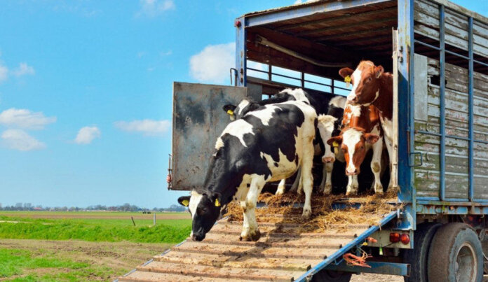 GTAs voltam a ser emitidas pelos produtores diretamente no sistema