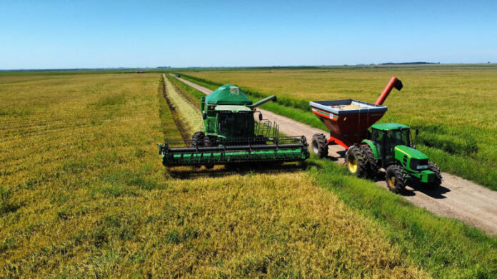 Colheita de arroz se encerra no RS com 7,16 milhões de toneladas do grão