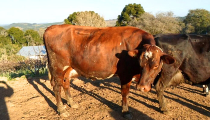 Município de São Domingos do Sul inova na introdução de raça de bovinos australiana