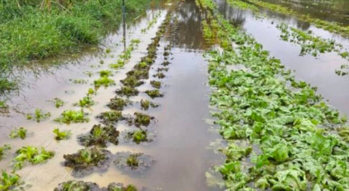 Mais de 206 mil propriedades rurais foram afetadas pelas enchentes no RS