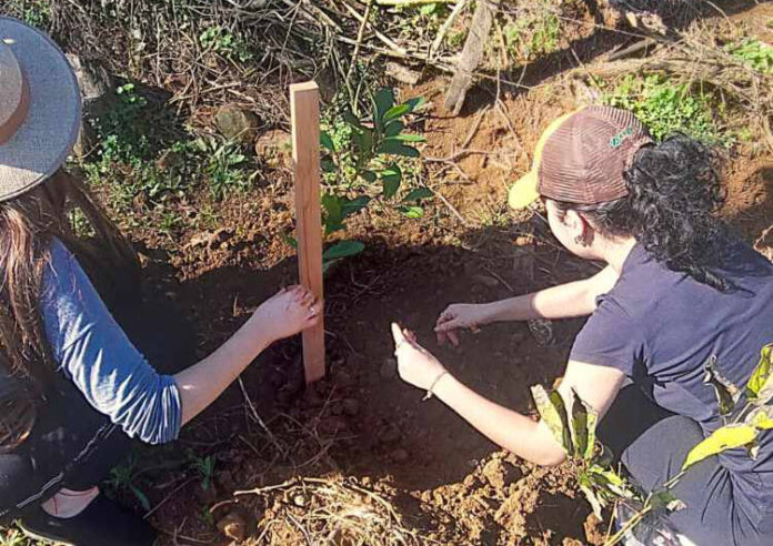 Alunos vaninenses realizam plantio de mudas no Parque de Rodeios