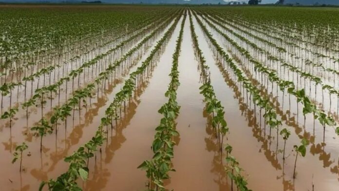 Nova resolução prorroga pagamento de dívidas dos agricultores até 31 de dezembro