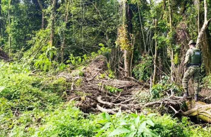 Destruição de vegetação nativa é flagrada em Casca