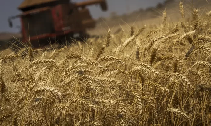 Produção de grãos terá crescimento recorde de 8,3%