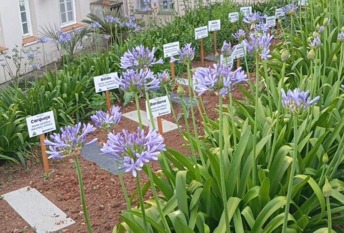 Poder Público, profissionais do SUS e entidades homenageiam Irmã Flora em São Domingos do Sul