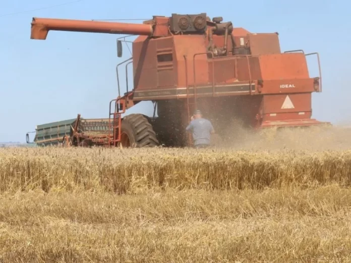 Produtores de trigo poderão vender até 200 mil toneladas do cereal da safra para o Governo Federal