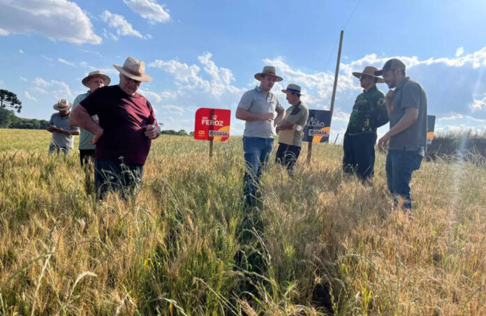 Tarde de Campo em Ciríaco posicionou diferentes cultivares de trigo implantadas na região