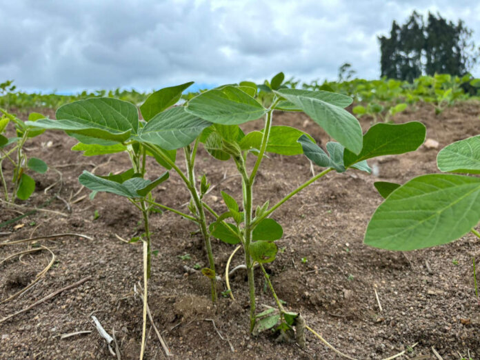 Plantio da soja se aproxima do final no Rio Grande do Sul