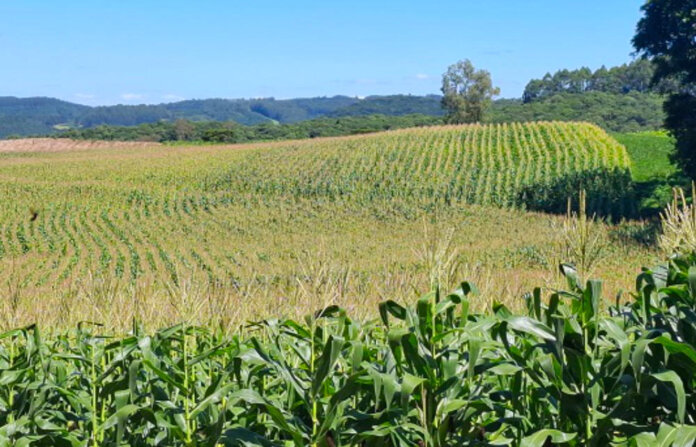 Milho está em plena colheita e atinge 16% da área total cultivada