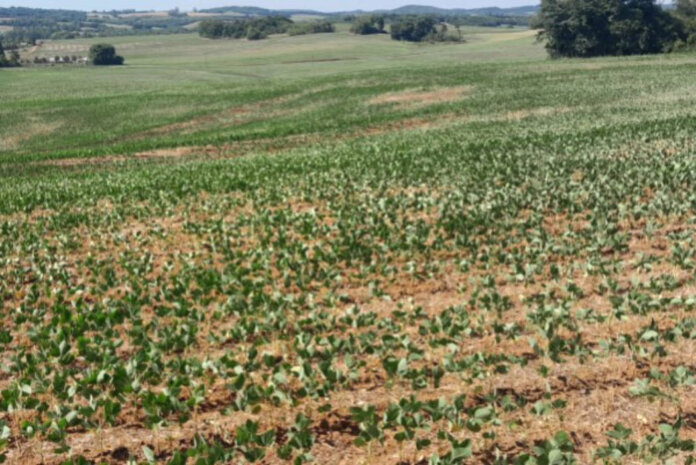 Estiagem prejudica desenvolvimento das lavouras de verão no RS