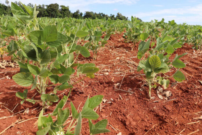 Chuvas aliviam temporariamente o estresse hídrico nas lavouras de soja