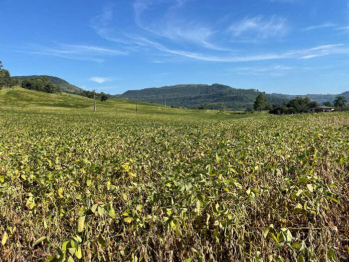 Emater/RS-Ascar acompanha impactos da restrição hídrica e calor nas culturas de verão