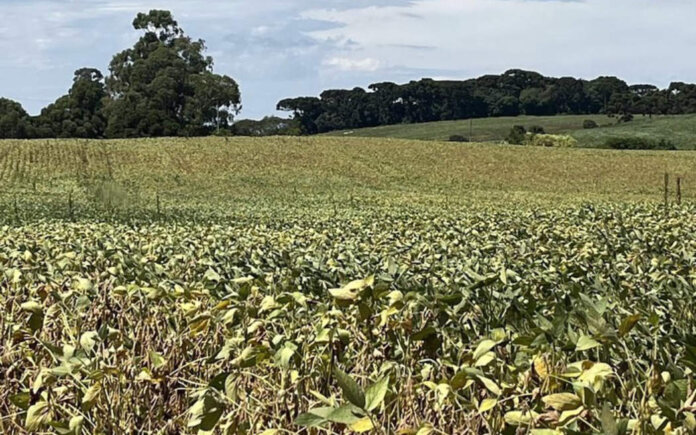 Estiagem severa impacta o município de Muliterno