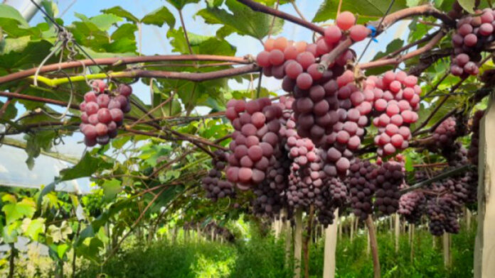 Colheita da uva segue com frutos doces e de ótima qualidade