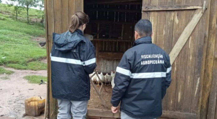 Ações de prevenção contra a gripe aviária continuam e quinta vistoria em 19 propriedades rurais com criação de aves é concluída