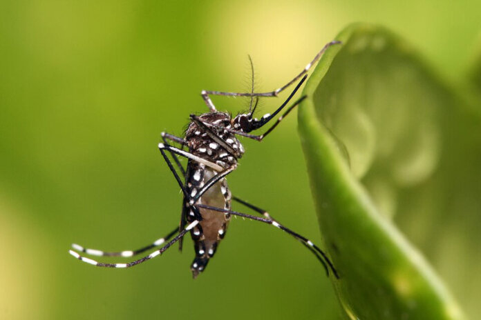 Levantamento de Índices Rápido para Aedes aegypti acontecerá na próxima semana em Muliterno