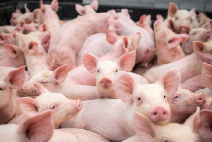 Redução de tarifas deve ampliar comércio de carne suína com Coreia do Sul