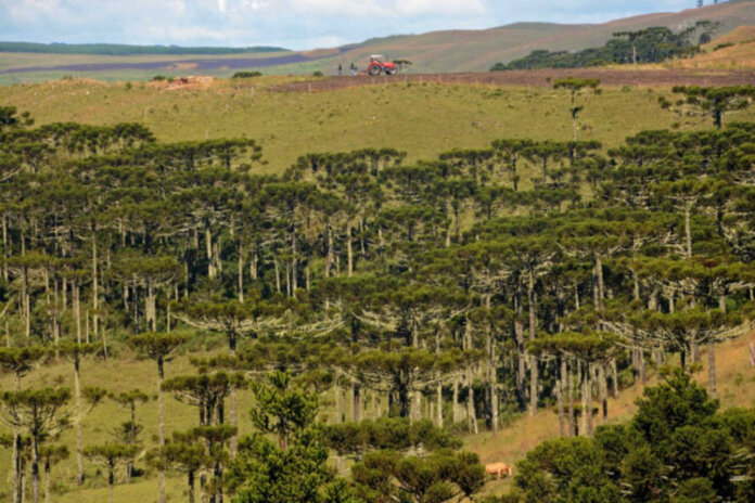 Tempo bom com temperaturas baixas é a previsão para este final de semana no Rio Grande do Sul