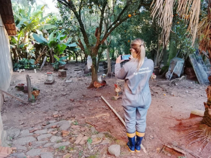 Quarentena da gripe aviária chega ao fim no Estado após ações rigorosas e sistemáticas da vigilância sanitária