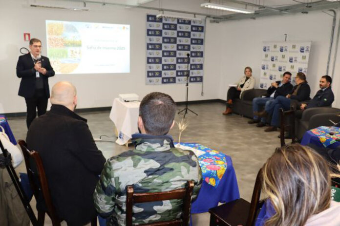 Canola é destaque da safra de inverno no Rio Grande do Sul
