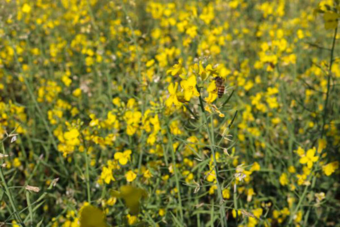Inicia floração da canola no RS, e plantio da safra de inverno segue de forma lenta