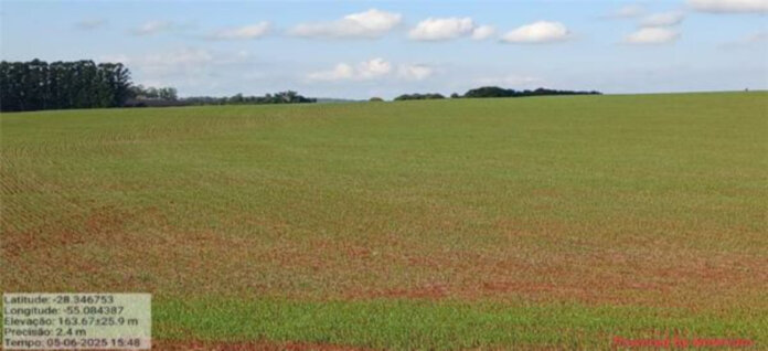 Plantio do trigo passa dos 37% da área prevista para o RS nesta safra