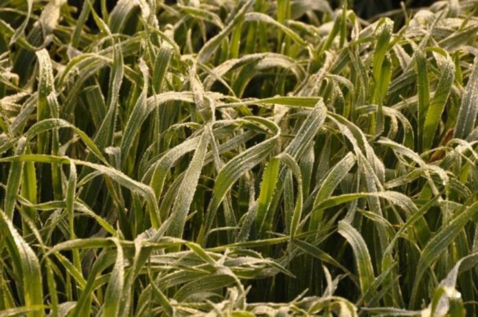 Boletim do Copaaergs traz orientações técnicas para cultivo durante o inverno de 2025