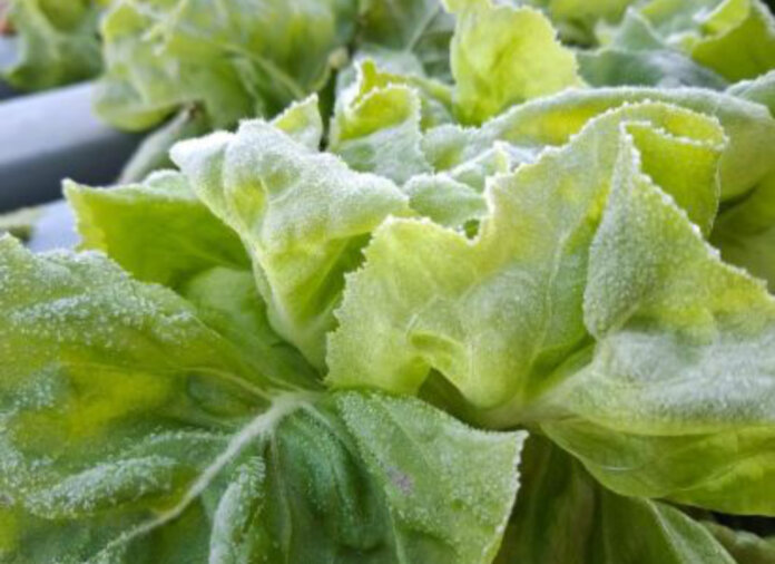 Produção de folhosas é afetada por chuvas e frio intenso no RS