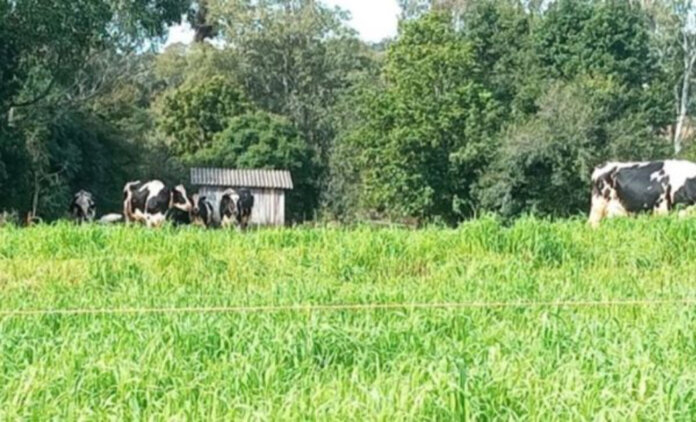 Forrageiras de inverno garantem alimentação para rebanho gaúcho