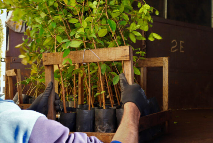 Prazo do pedido de mudas de árvores para plantio em APPs encerra nesta semana em David Canabarro