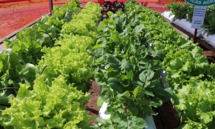 Manejo adequado de olerícolas busca reduzir danos no período de geadas