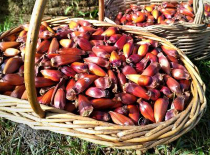 Safra do pinhão no Rio Grande do Sul se aproxima do final