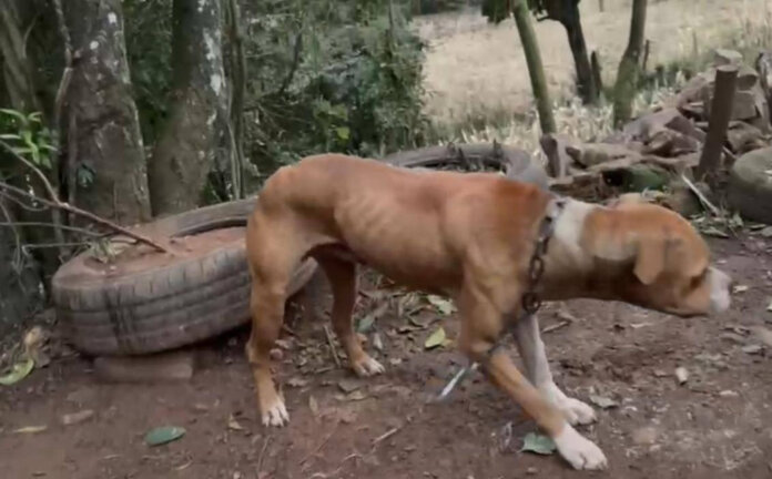 Polícia Civil prende homem em flagrante no interior de Ciríaco