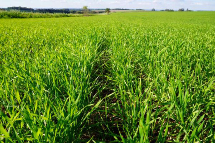 Plantio do trigo no RS chega a 92% da área projetada para esta safra