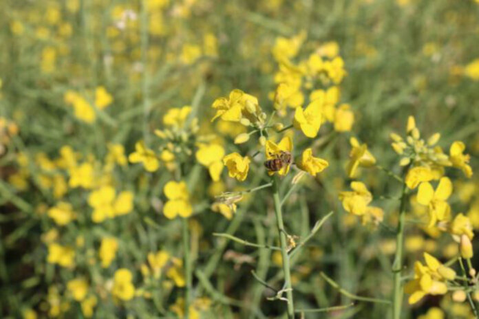 Floração da canola impulsiona apicultura migratória no Estado