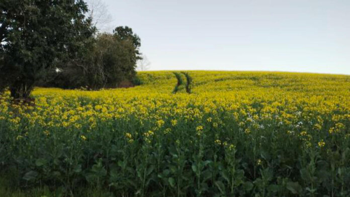 Lavouras de canola apresentam desenvolvimento satisfatório no RS