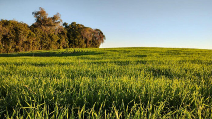 Temperaturas amenas e maior radiação solar beneficiam lavouras de trigo