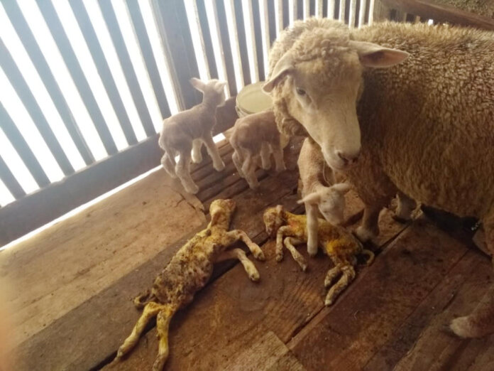 Ovelha dá à luz cinco cordeirinhos em uma única gestação no interior de Casca