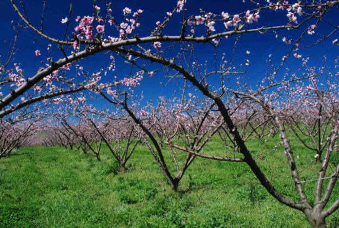 Condições climáticas do inverno favoreceram frutíferas de clima temperado