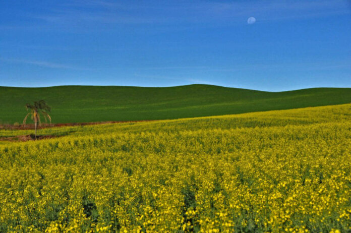 Inicia colheita da canola no Rio Grande do Sul