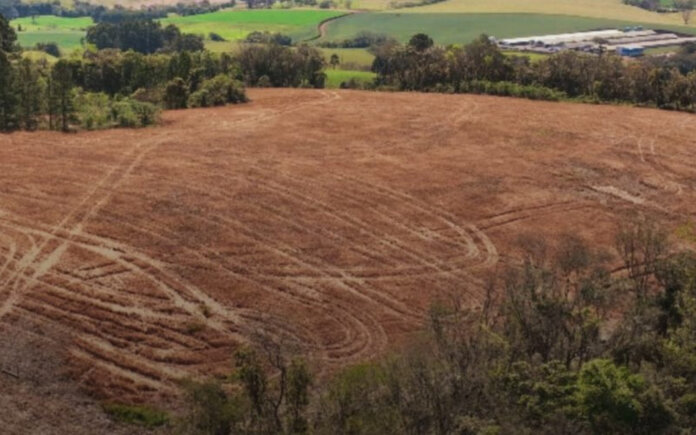 Brigada Militar flagra supressão irregular de vegetação nativa em Casca