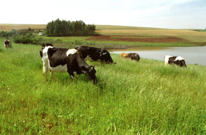 Suplementação reforça segurança alimentar dos bovinos na entressafra