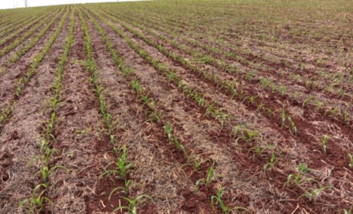 Estabelecimento inicial do milho no Rio Grande do Sul é satisfatório