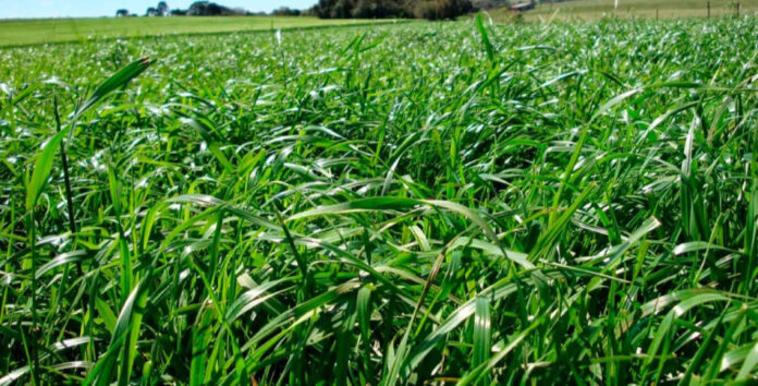 Dia de Campo será realizado em Vanini com foco em irrigação e manejo de pastagens